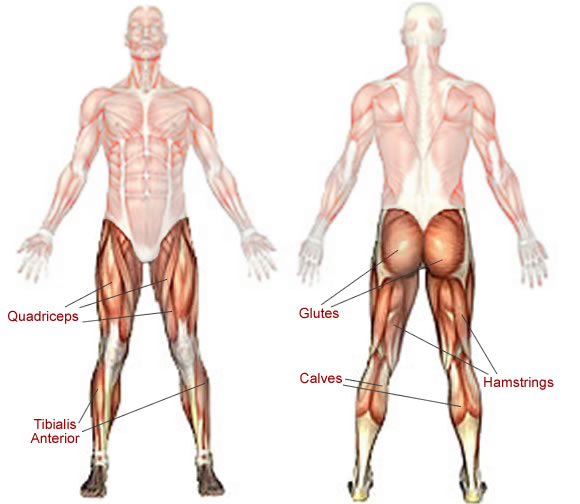 muscle below knee