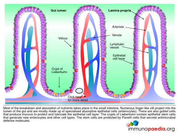 Ethanol moves from the lumen of the GI tract, into the enterocyte, then into the veins supplying the gut, which drain into the liver as the portal circulation. 